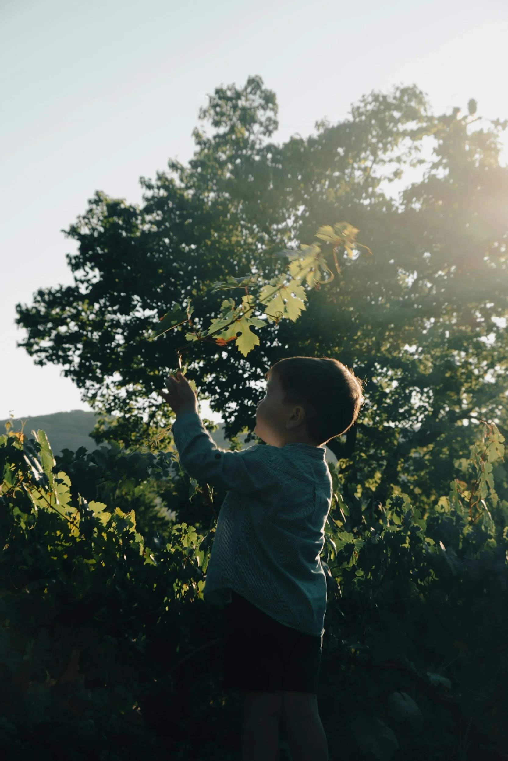 A young boy standing outdoors, reaching up to touch the leaves on a vine, with sunlight filtering through tall trees in the background.