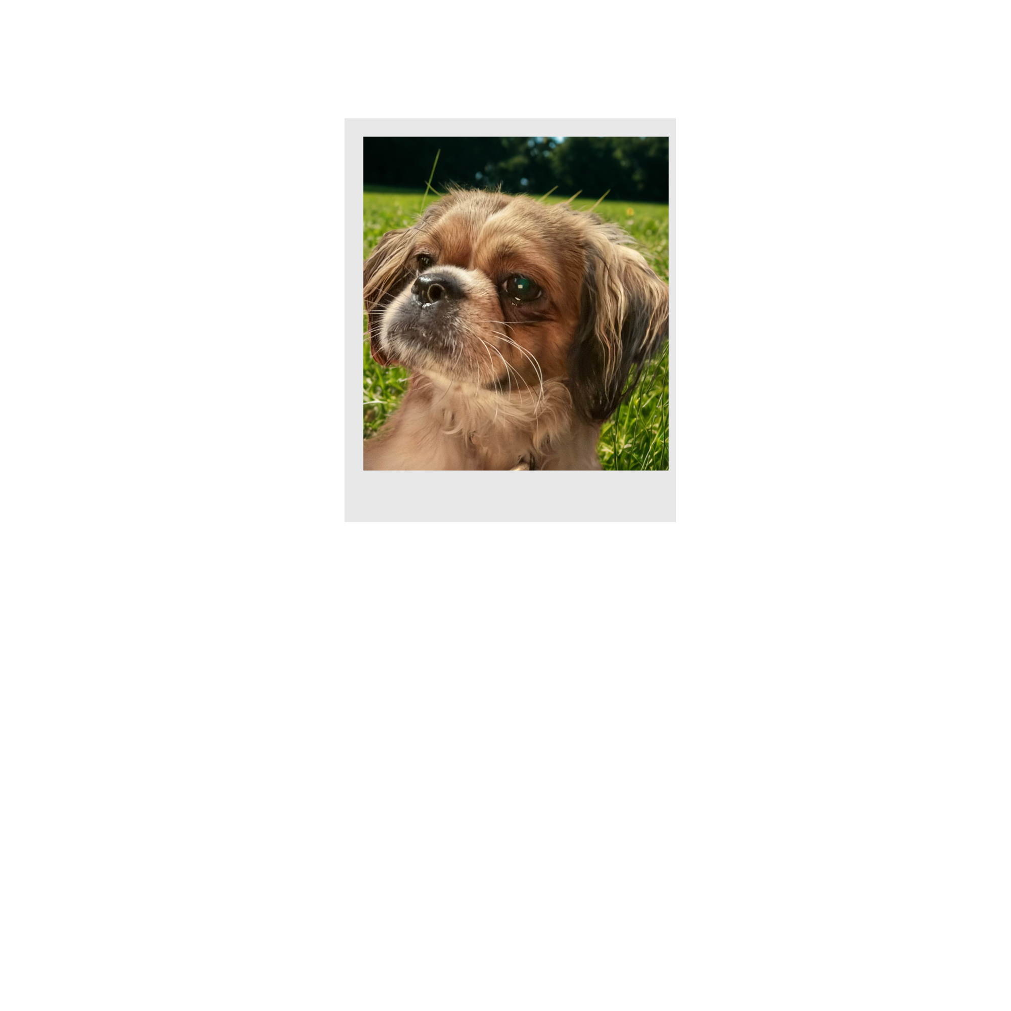 Close-up of a small dog with brown and white fur lying on grass in a park, with a blurred background of trees and greenery.