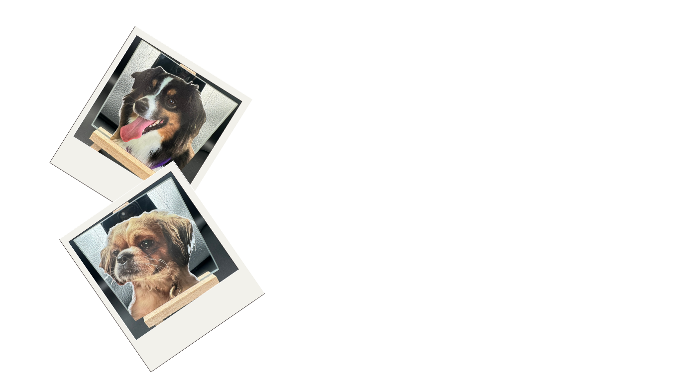 Two Polaroid photos of dogs, one with a black and white Bernese Mountain Dog puppy and the other with a small brown mixed breed dog, placed on a dark surface.