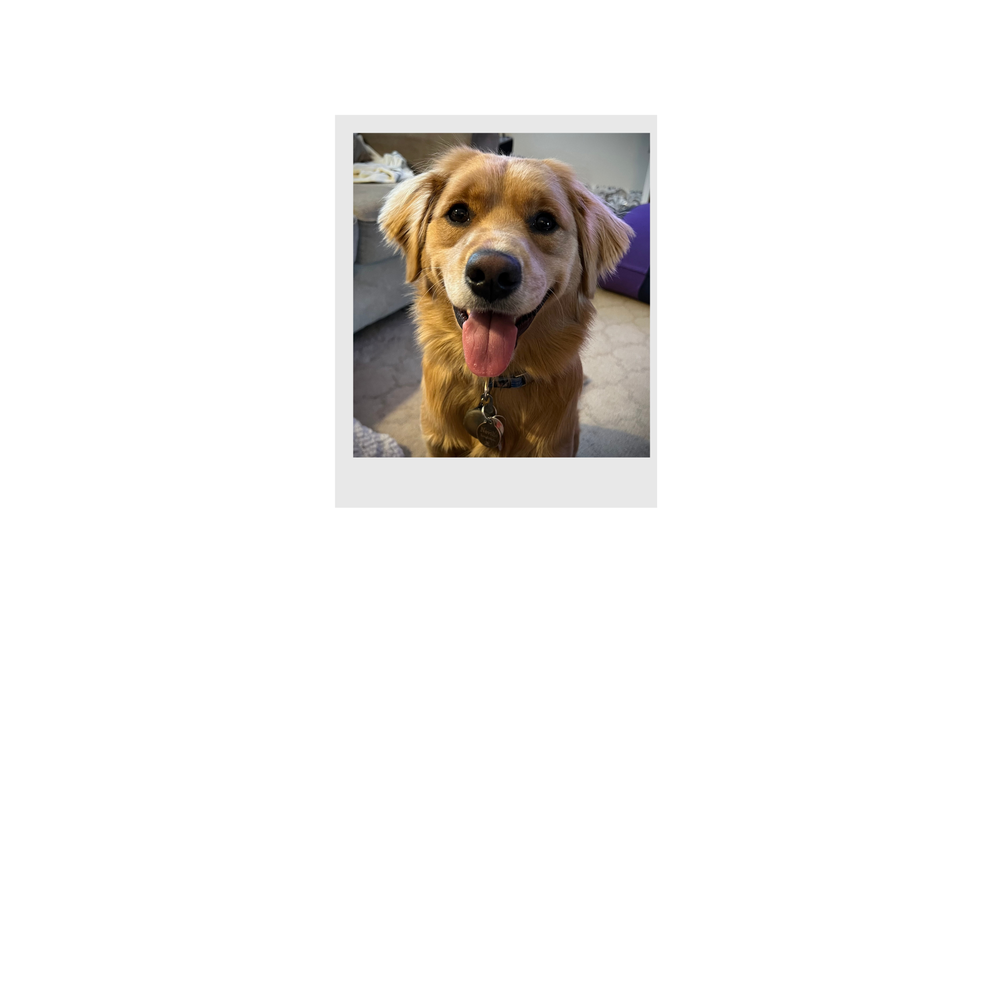 Close-up of a happy golden retriever puppy with its tongue out, indoors on a beige carpet with a gray couch and purple object in the background.