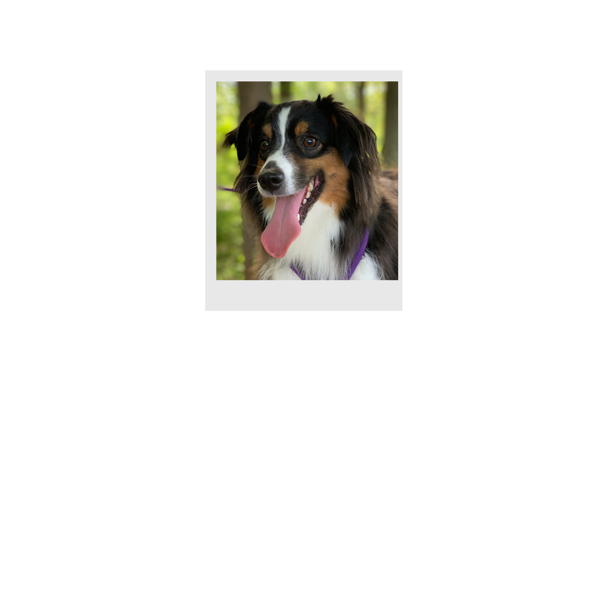 Close-up of a happy Australian Shepherd dog with its tongue out, outdoors with a blurred forest background.