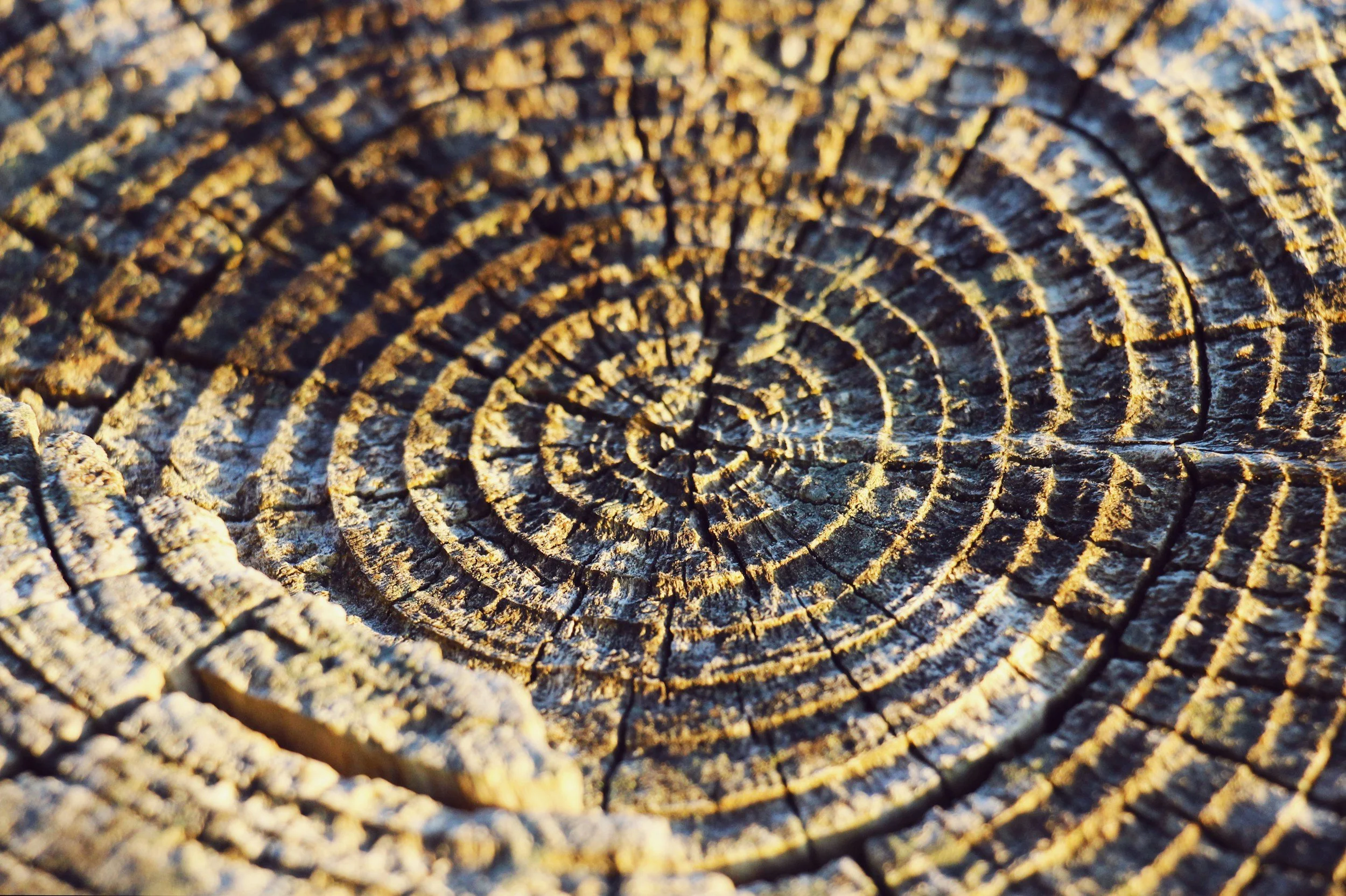 Close-up of cracked, charred tree stump rings illuminated by warm sunlight
