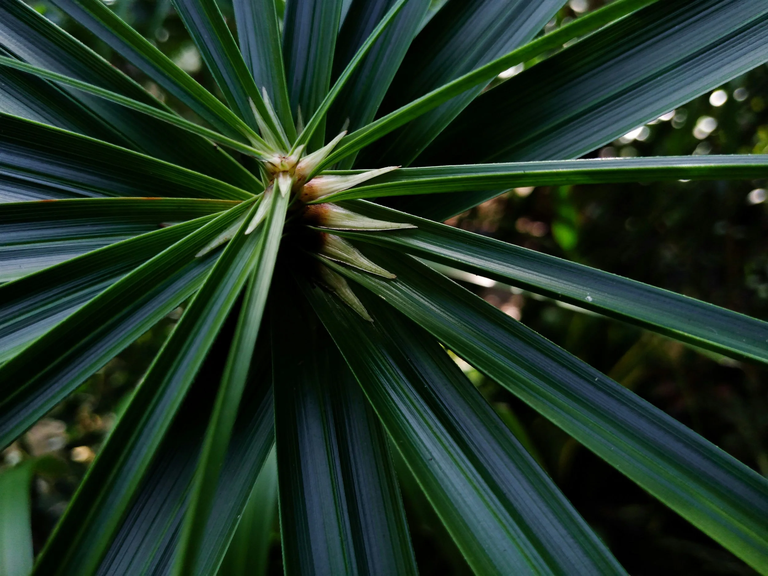 Close-up of long, spiky green tropical plant leaves radiating from the center