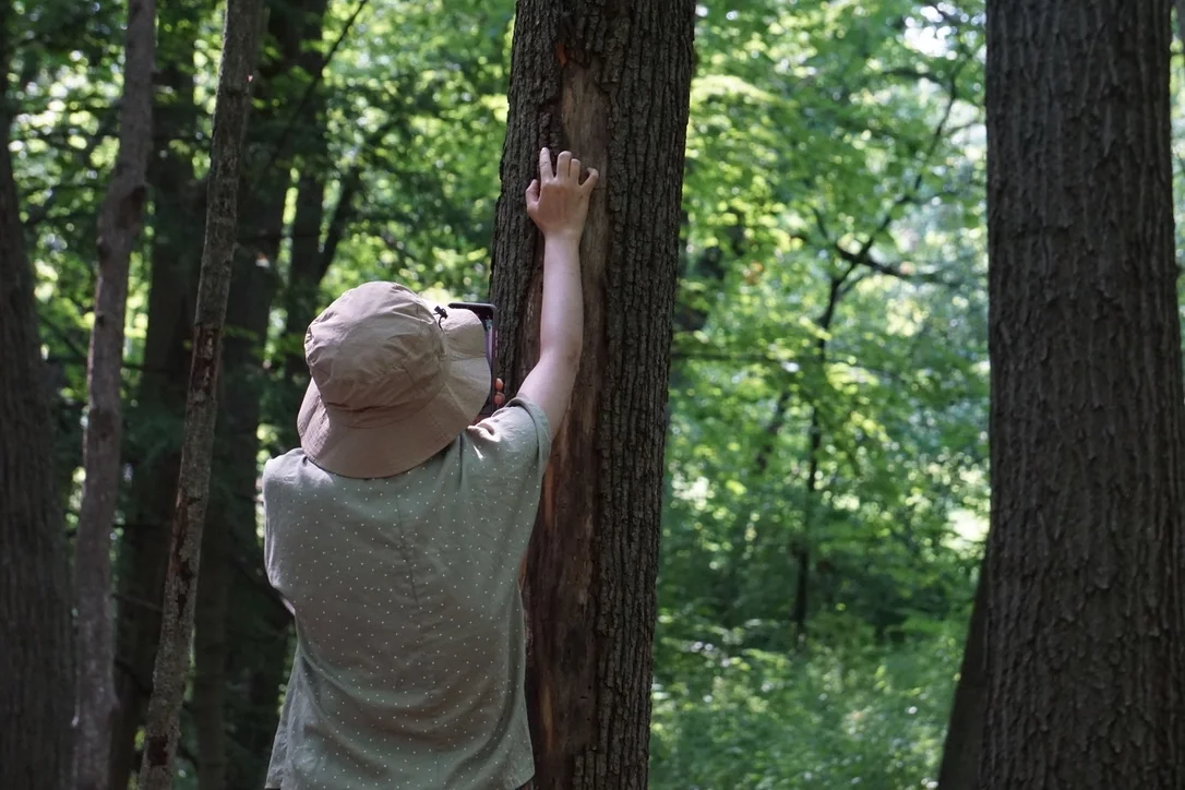 Person in a sun hat reaching up to touch a tree trunk in a lush forest