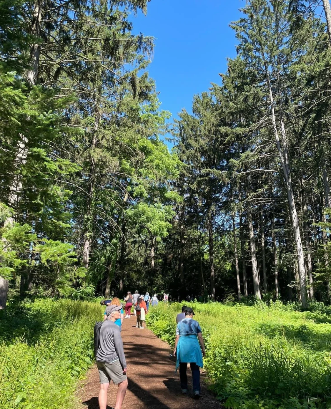 Group of people walking through the forest