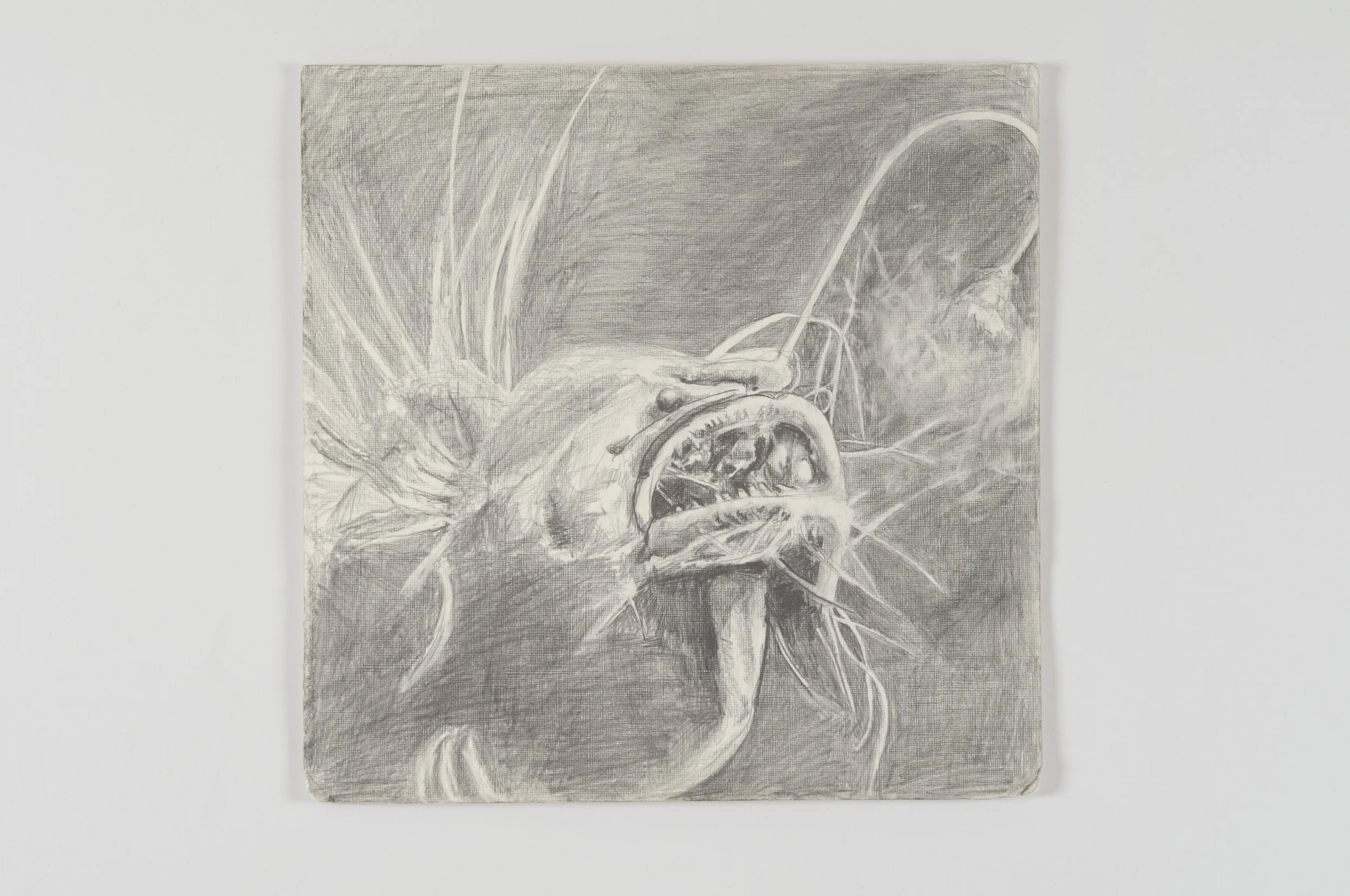 A detailed pencil drawing of an angler fish coming out of the darkness  on a textured background.