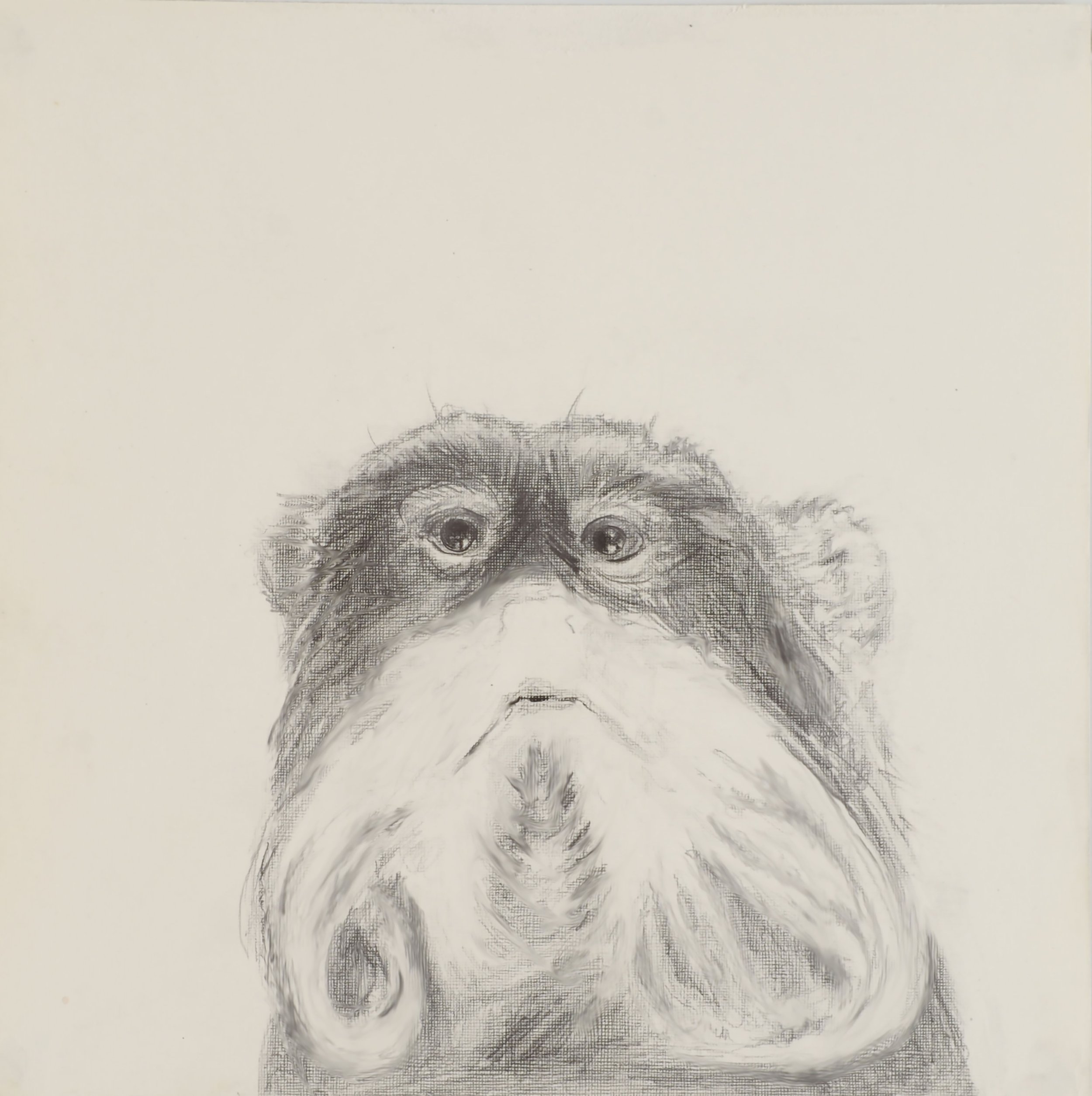 A pencil sketch of a mostache monkey's face, focusing on the eyes and eyebrows, with detailed shading and crosshatching on a white background.