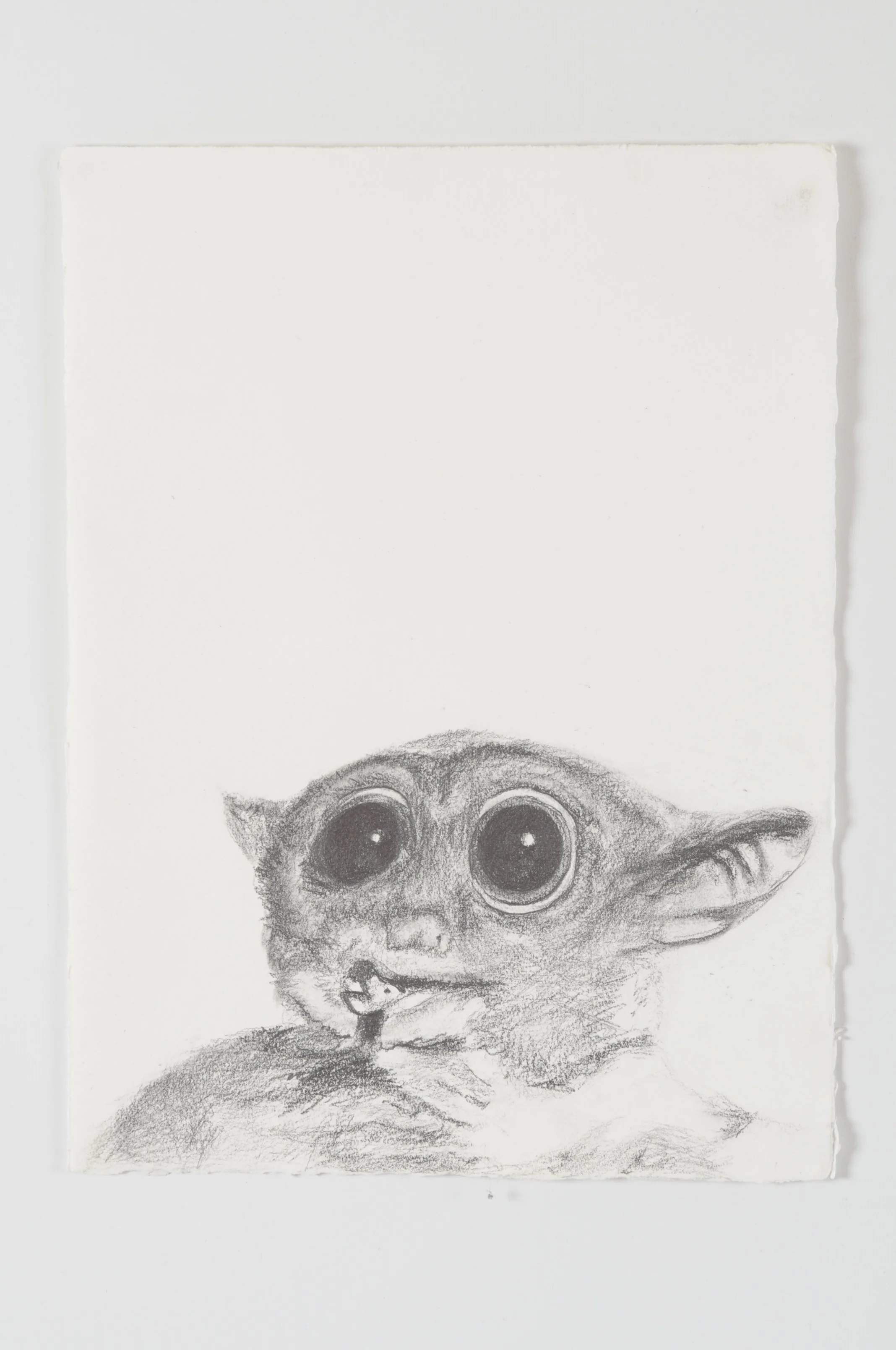 A pencil drawing of a small creature an aye aye with large eyes, big ears, eating a bug, sitting on a textured surface.