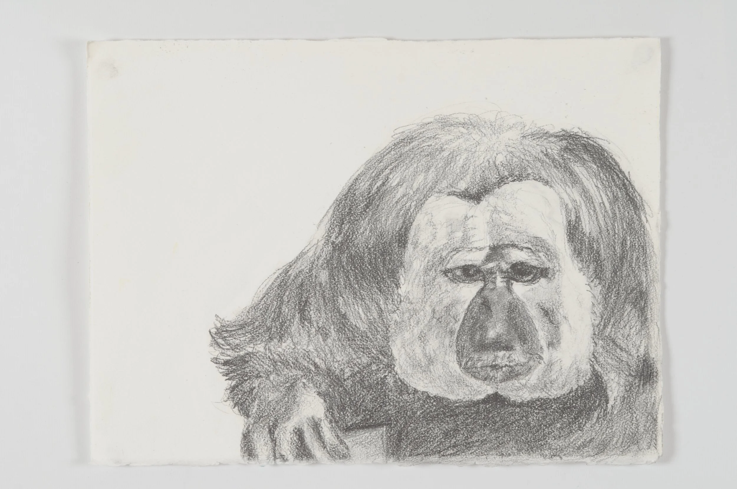 A monochrome pencil sketch of a ghost face monkey, shown on a textured paper background.
