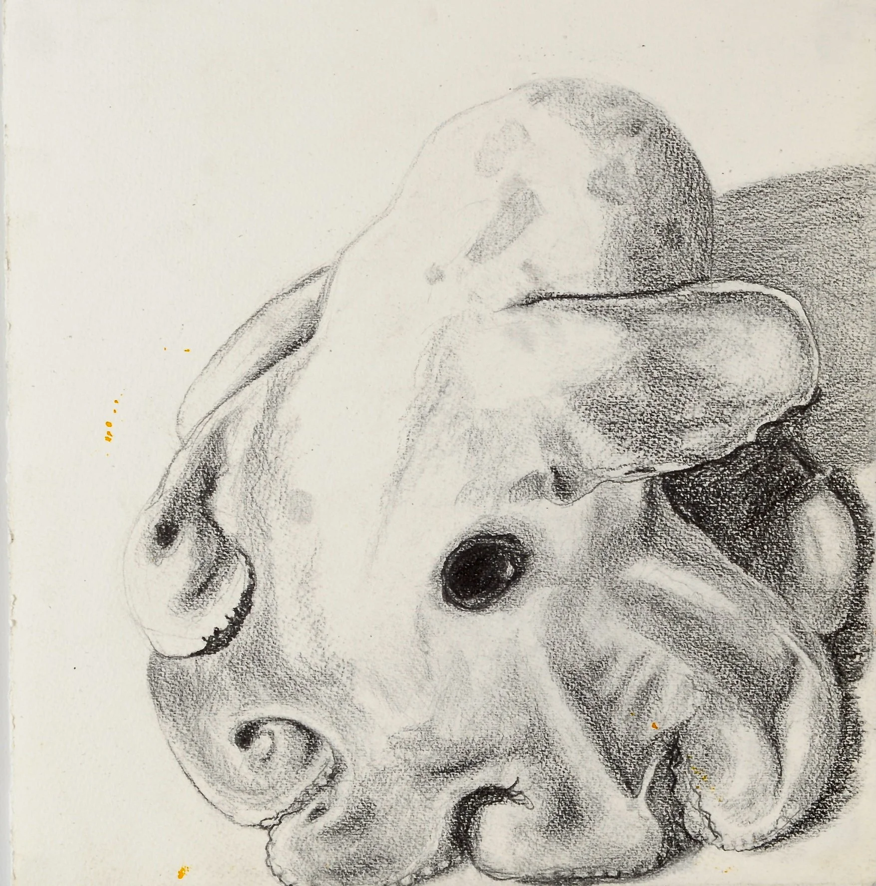 Dumbo Octopus drawing in pencil