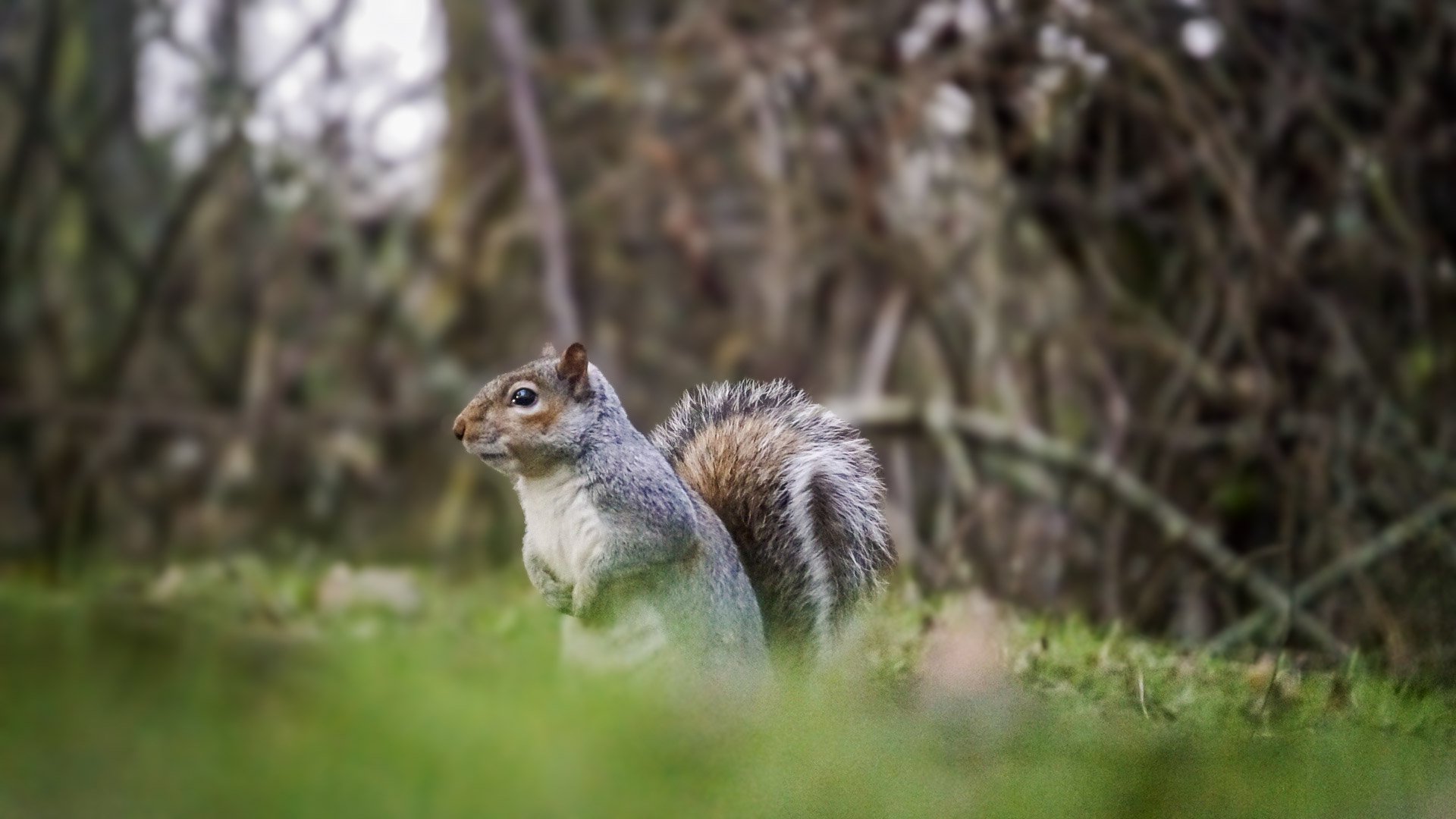 A squirrel sitting on grass near thicket bushes, facing left, with bushy tail curled over its back, in a natural outdoor setting.