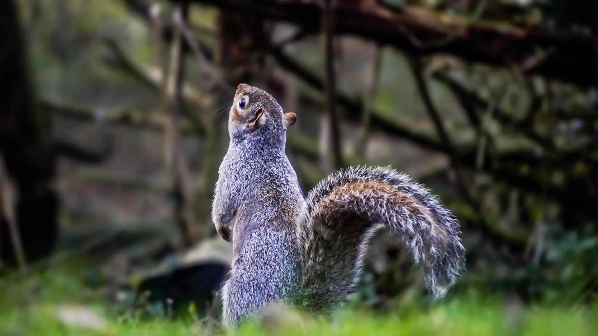 A squirrel standing on its hind legs with its body turned to the right and face looking upward, in a natural outdoor setting with blurry green foliage in the background.