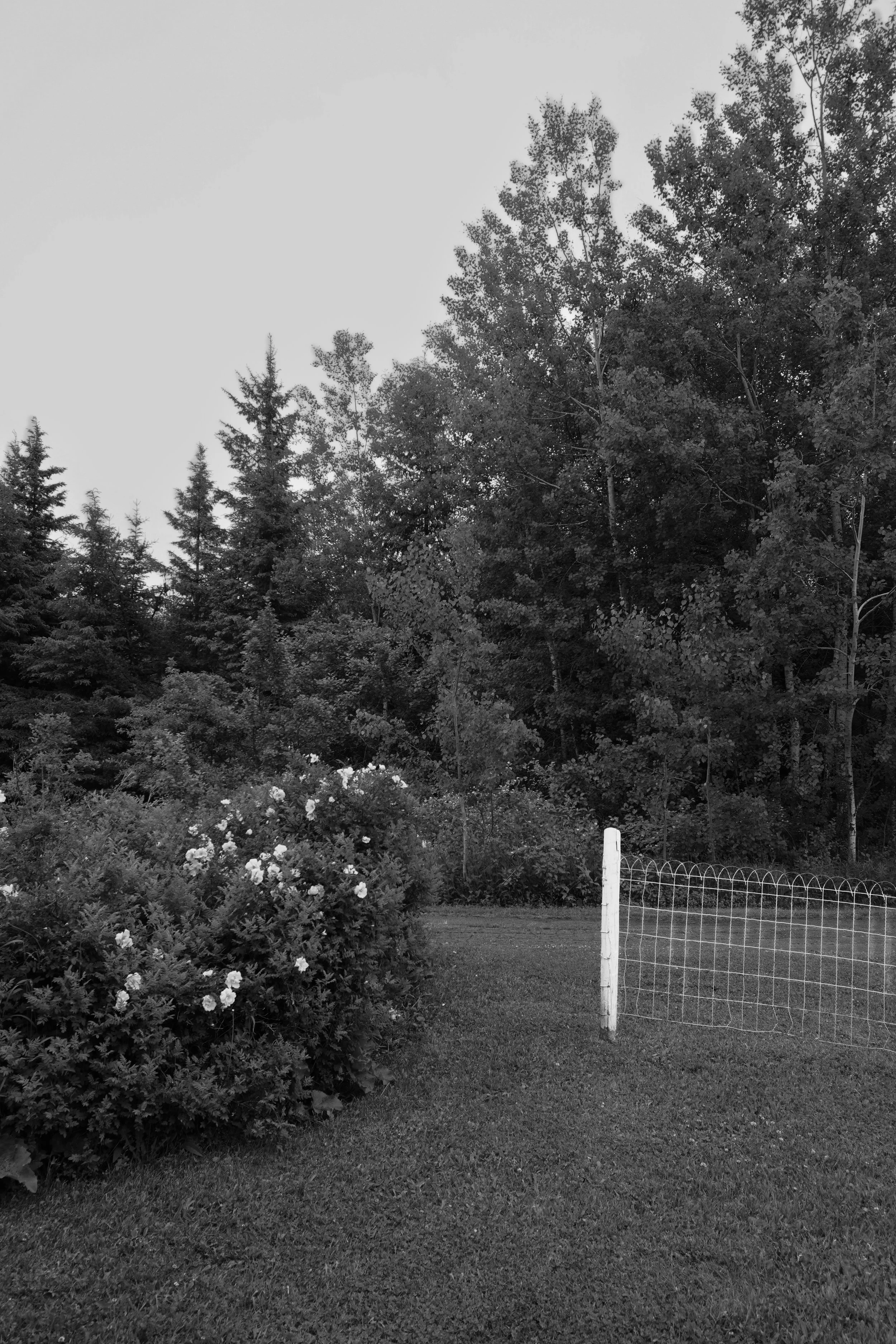 North Woods II.jpg