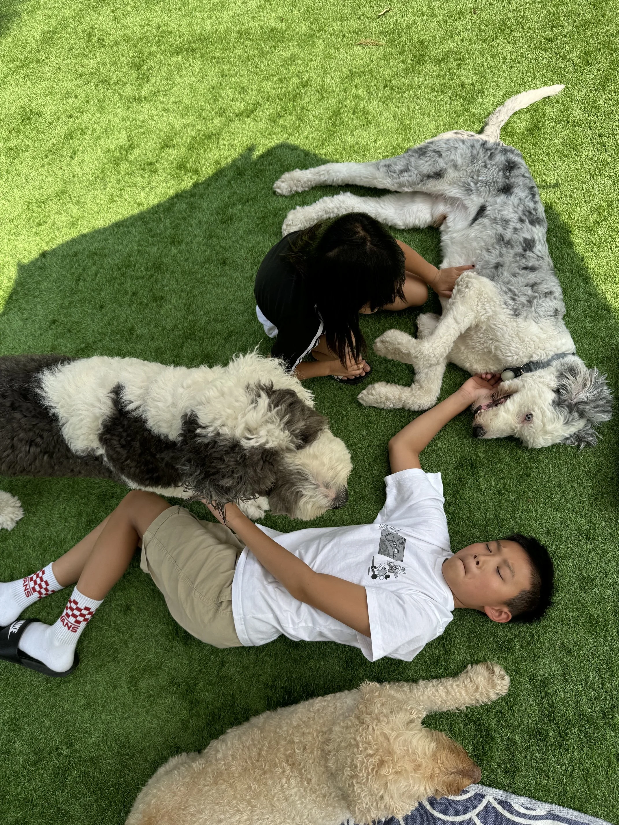 Dogsitting and Playdates