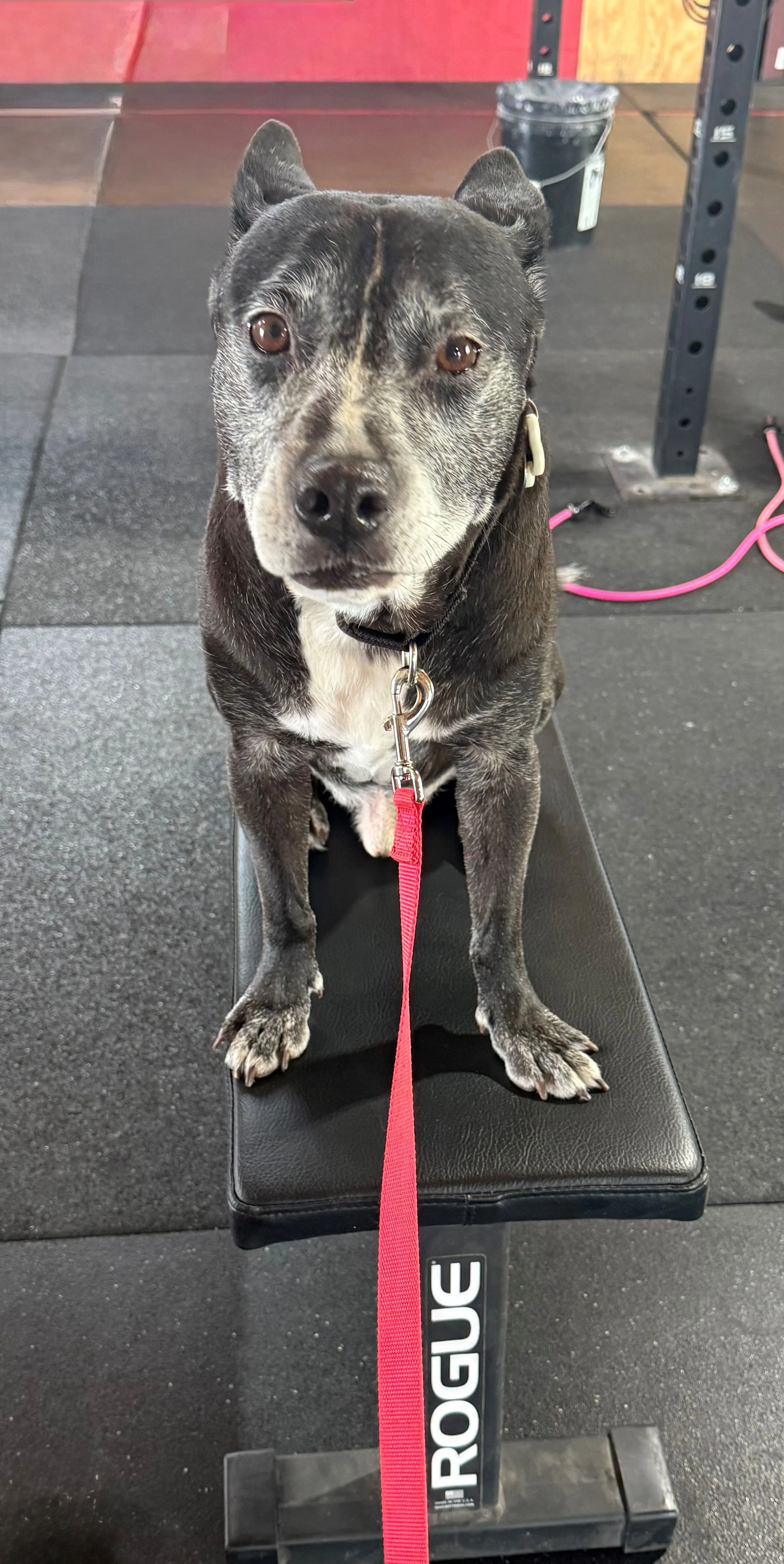 He makes every gym session better.