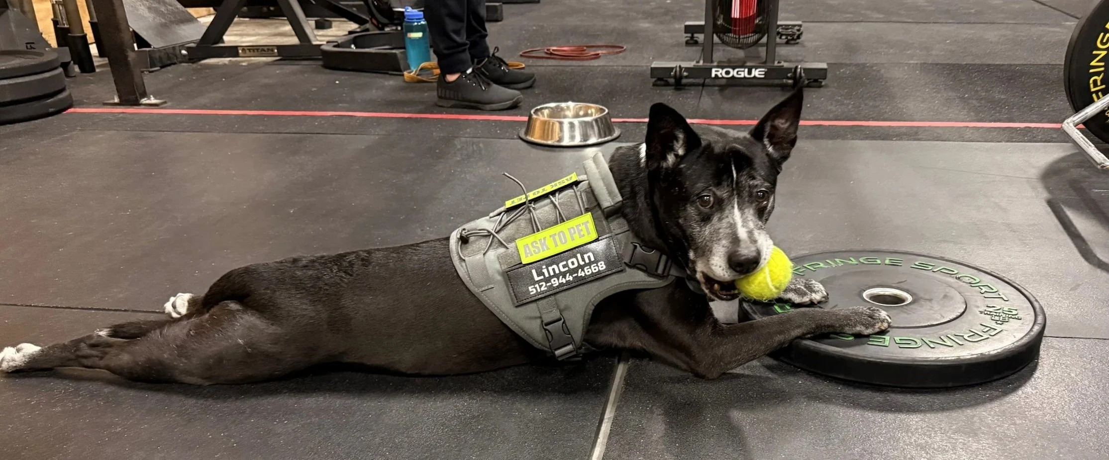 Black-and-white service dog named Lincoln lying on a gym floor with a tennis ball and wearing an “Ask to Pet” vest.