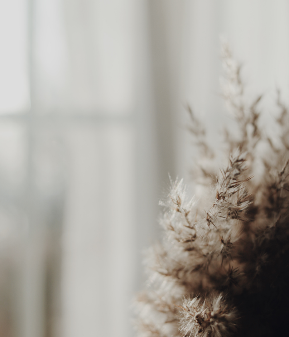 Close-up of dried white flowers or grass against a soft, blurred background with natural light.