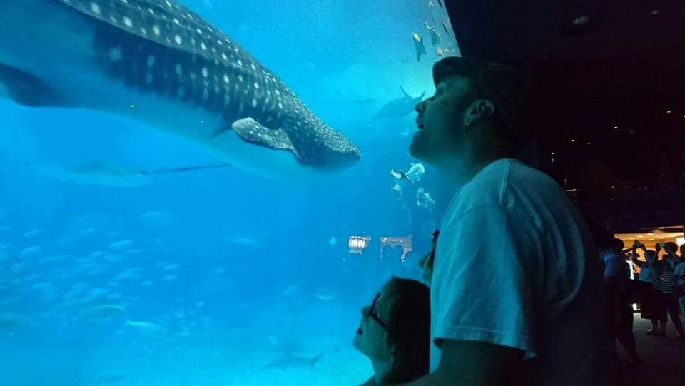 People observing a whale shark inside an aquarium tank with various fish swimming around.