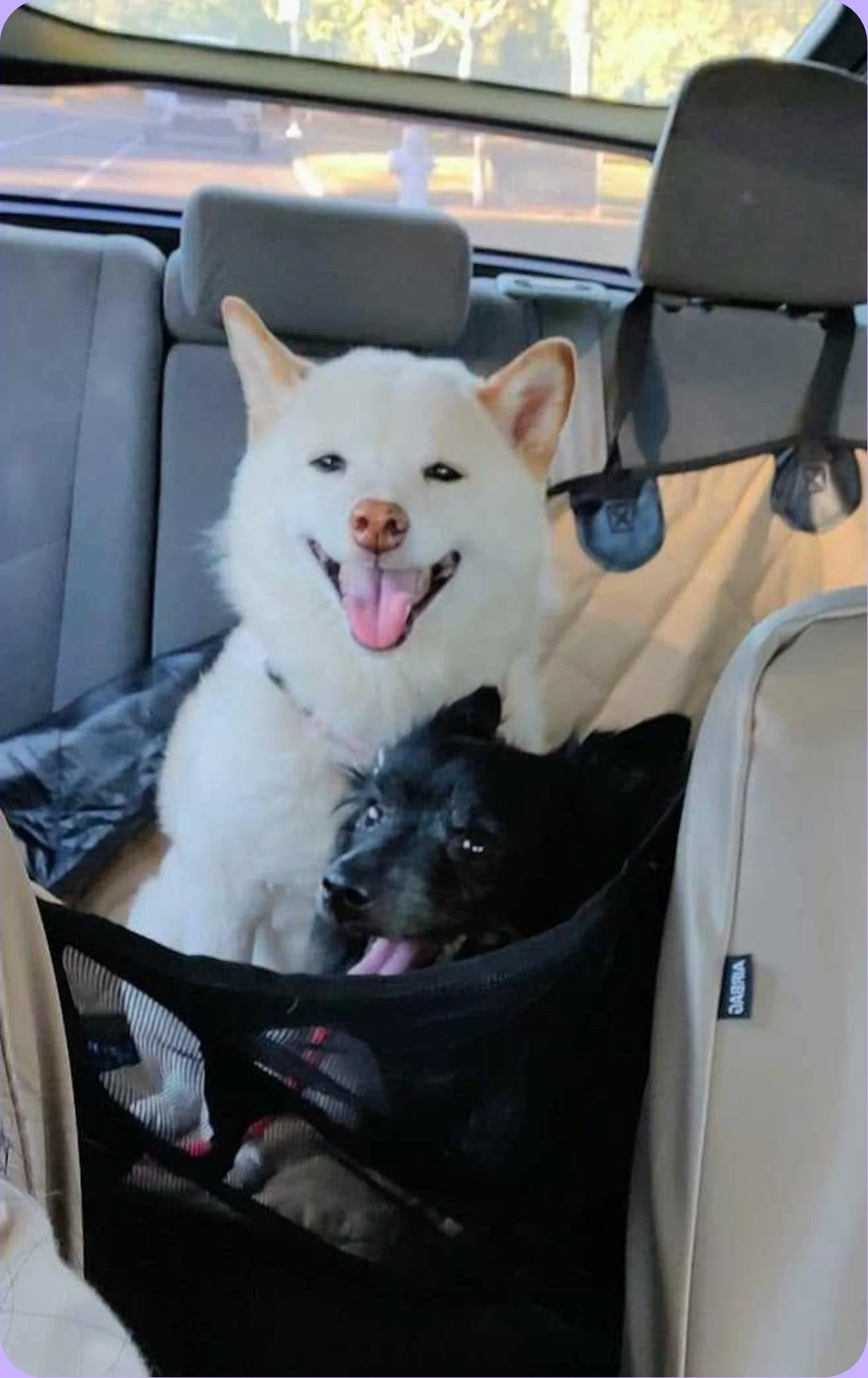 Two dogs inside a pet travel crate in a car, with one white dog smiling and a black dog lying down.