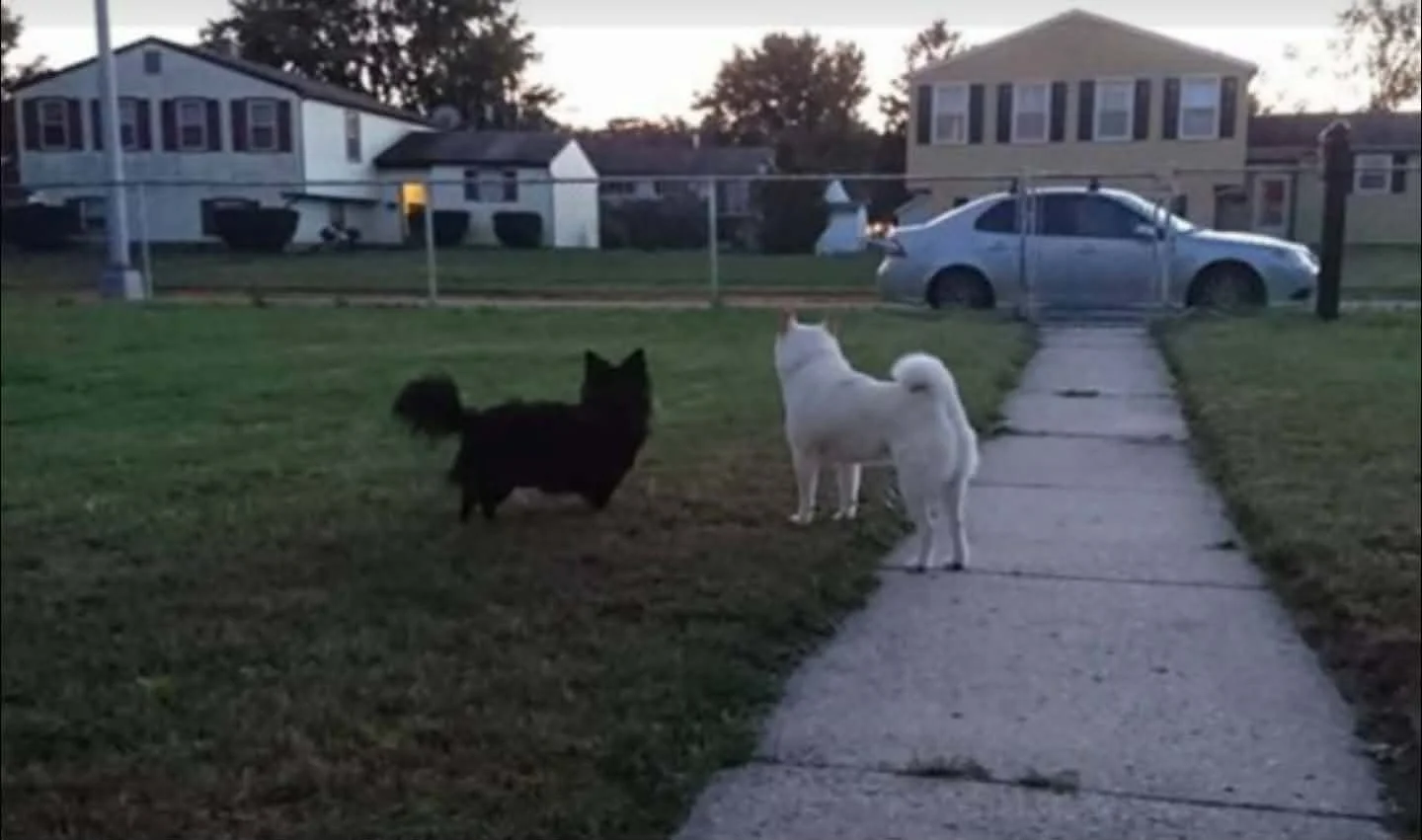 Black dog and white dog on a sidewalk in a yard with houses and a car in the background.