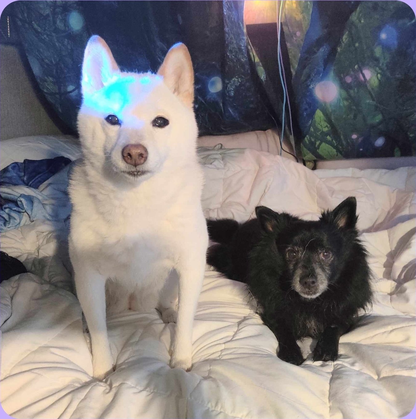 A white dog with blue light on its head and a black dog lying on a bed with white bedding, with a dark-colored background.
