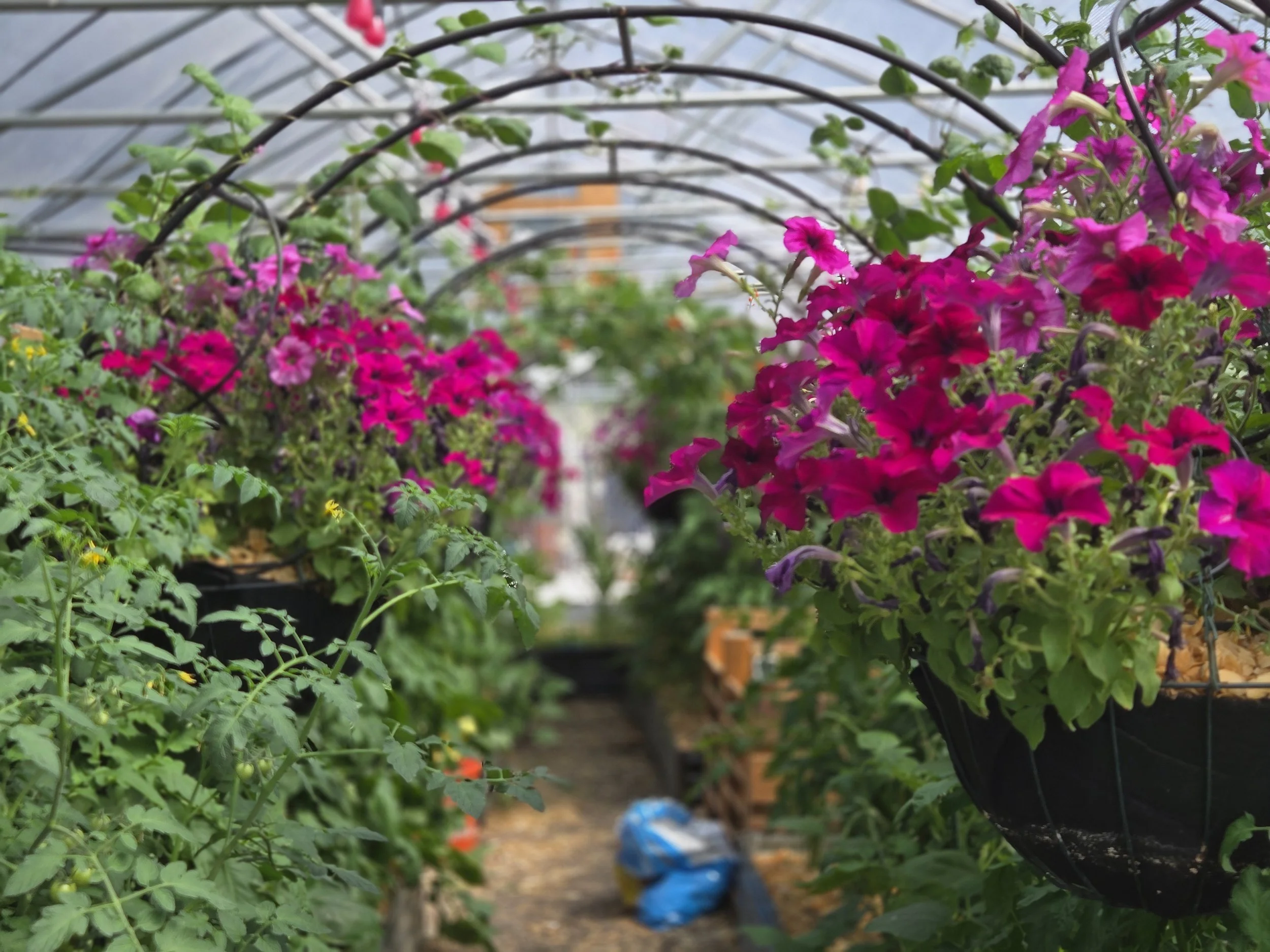 Inside a greenhouse, pink and purple petunias grow on arched supports, with various green plants and flowers visible on either side.
