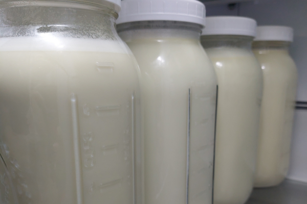 Half gallon jars full of raw jersey cow milk