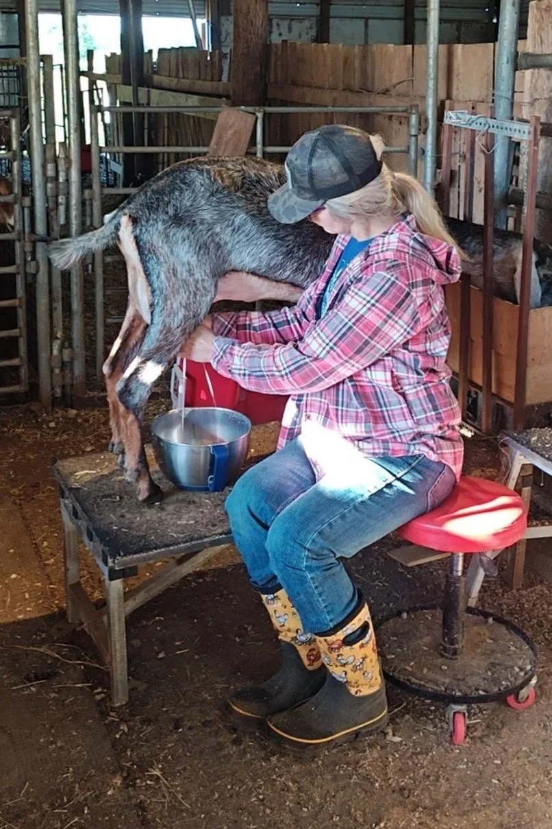 woman in ball cap and rubber boots milking a roan nubian dairy goat