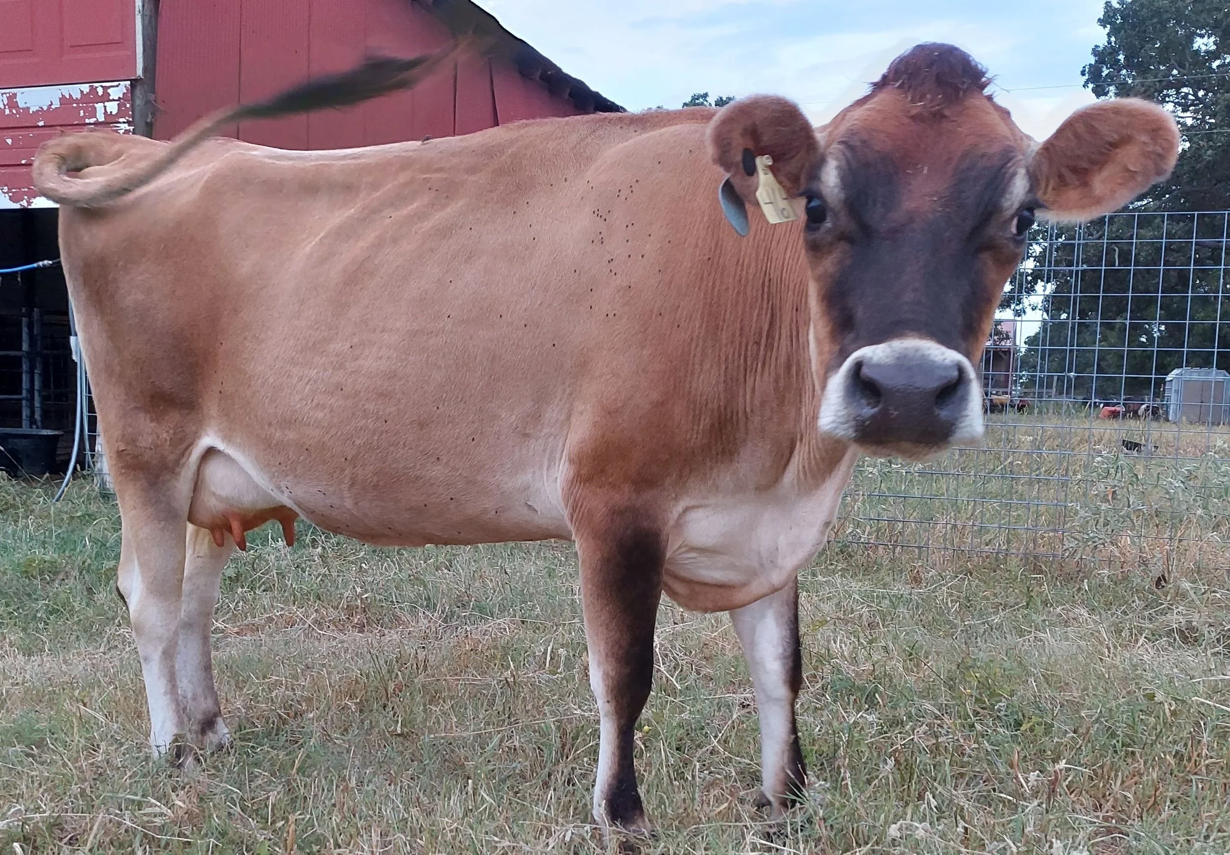 Meet the herd: Apple