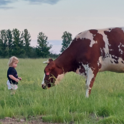 Meet the herd: Loretta