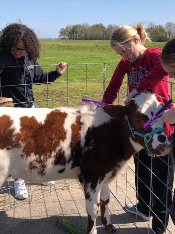 three girls brushing a red and white calf