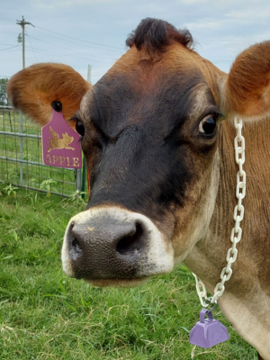 Jersey cow with ear tag and purple bell around her neck