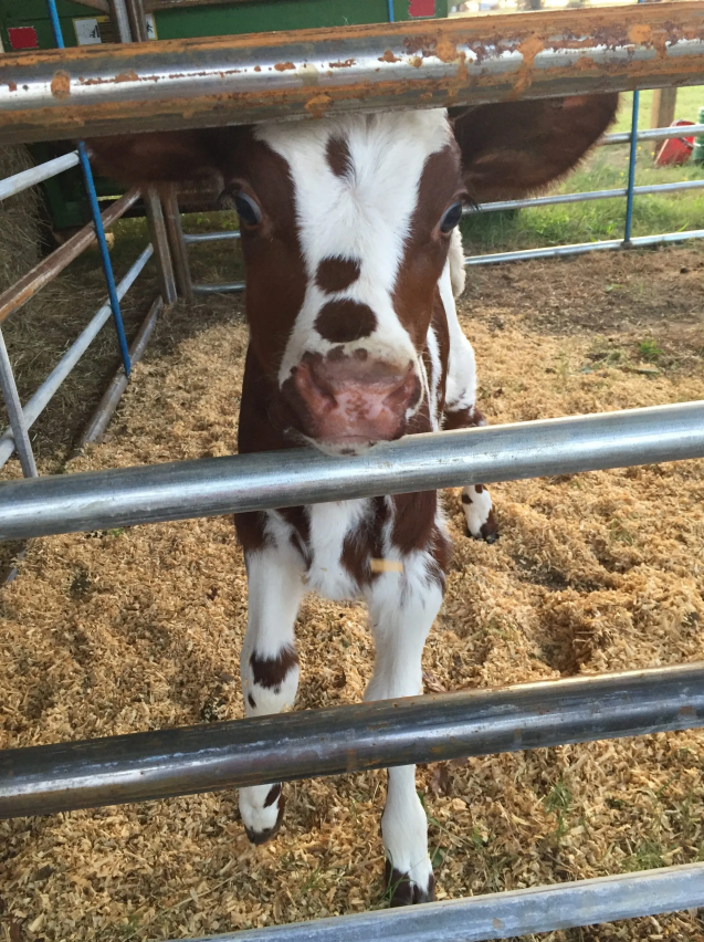 red and white milking shorthorn calf