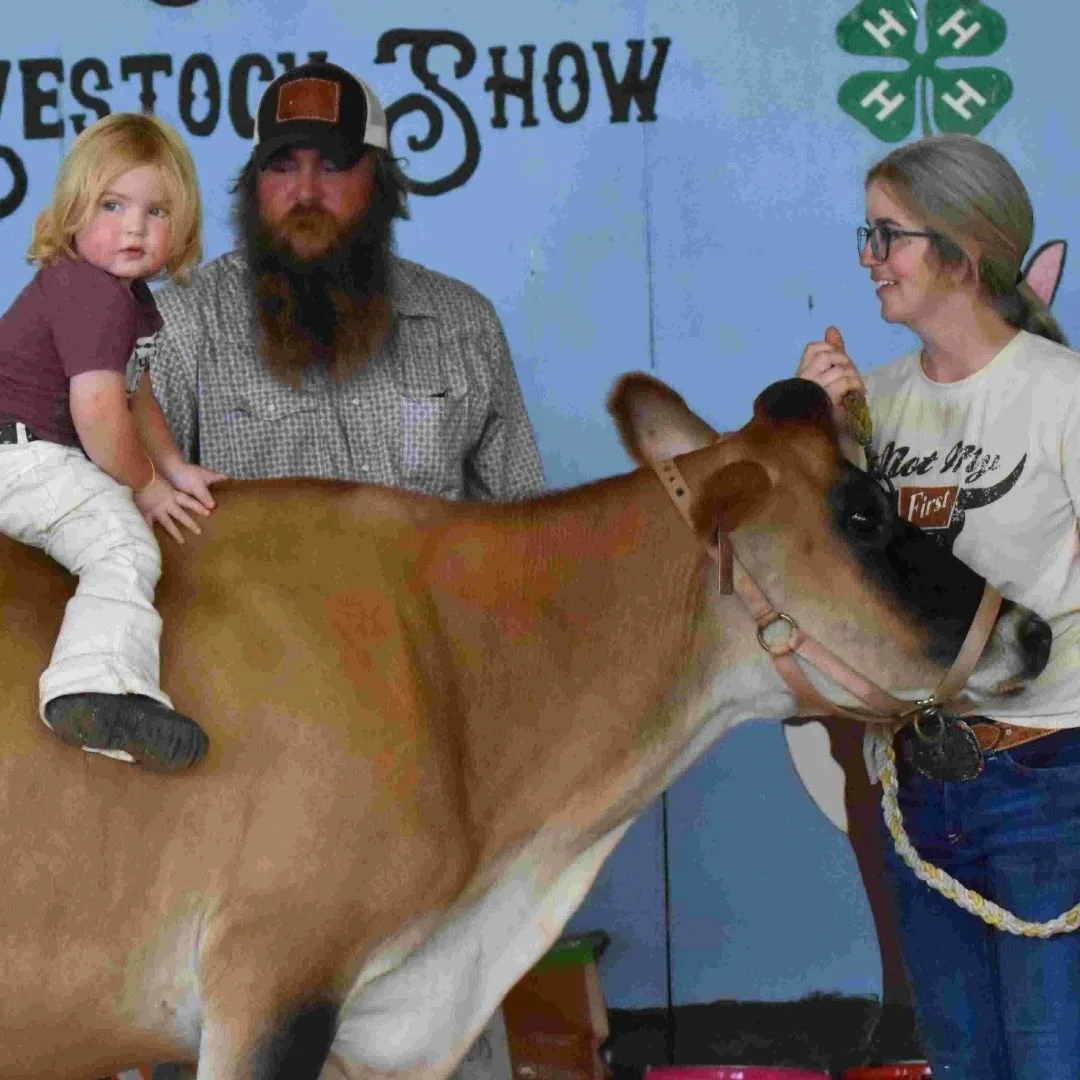 Young girl sits on a dairy cow while mom and dad look on
