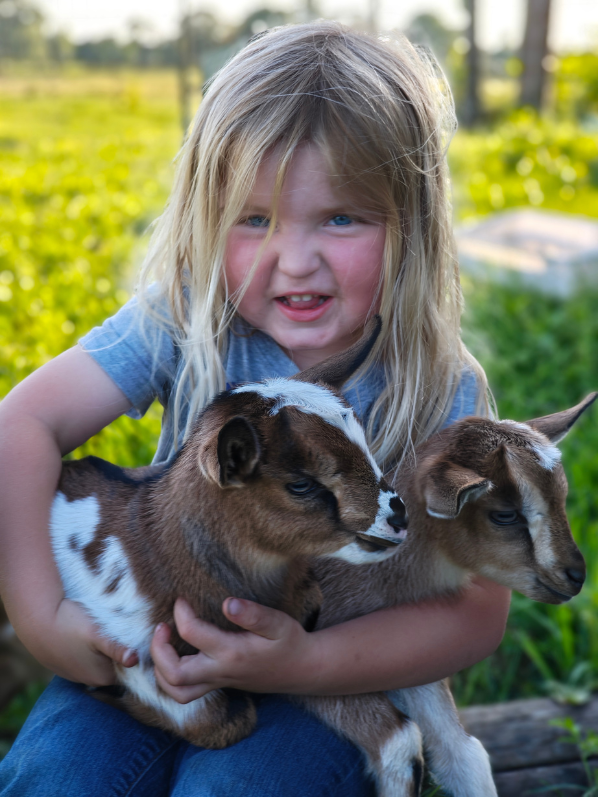young blonde girl holding two baby goats