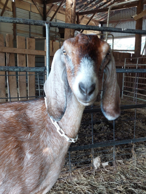 Nubian goat with long ears standing in a barn