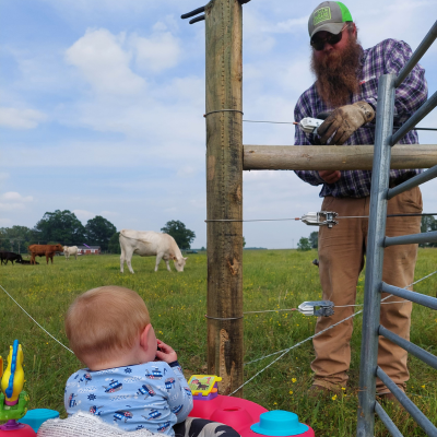 Man fixes fence with a toddler watching and cows grazing in background