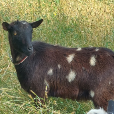 Black nigerian dwarf goat with white spots standing in a pasture