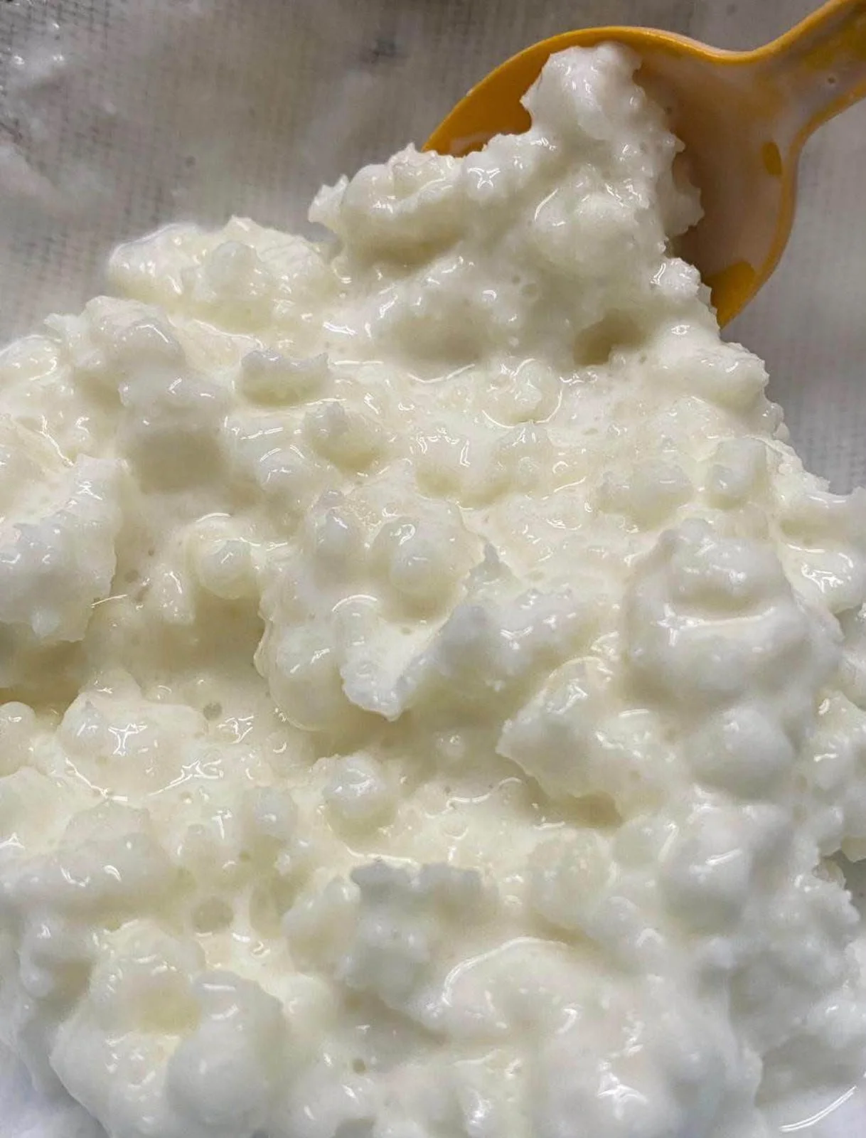 Bulgaros de Leche