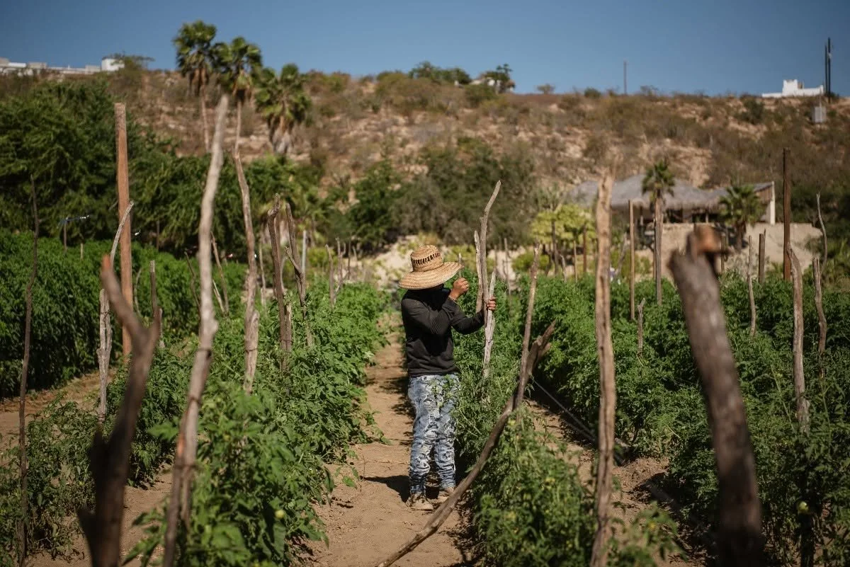 A person wearing a large sunhat, dark jacket, and patterned pants standing in a vineyard, picking or examining grapevines on a sunny day with a hillside and a few buildings in the background.