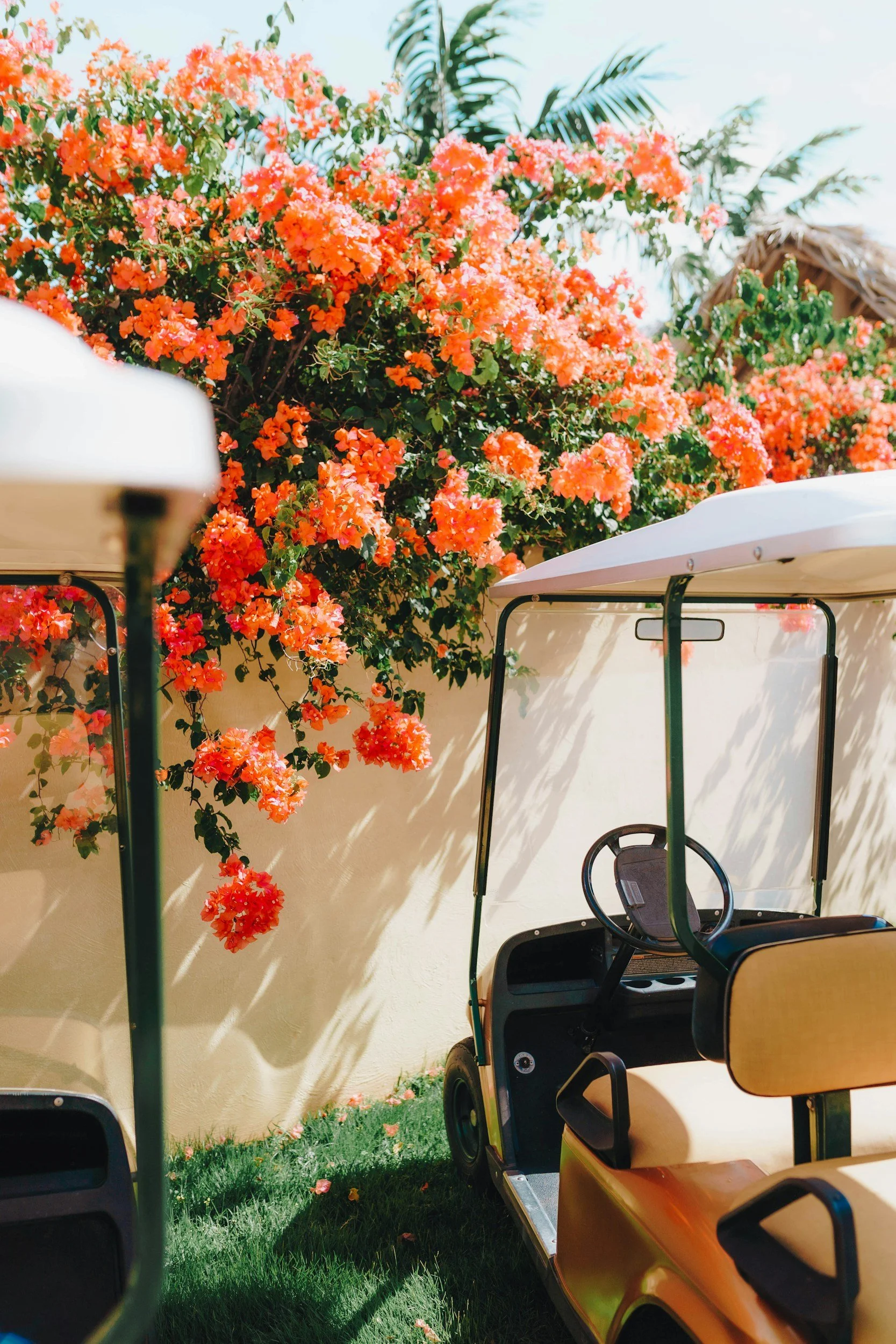 A golf cart parked in front of a beige wall covered with orange and pink bougainvillea flowers, with green grass and fallen petals below.