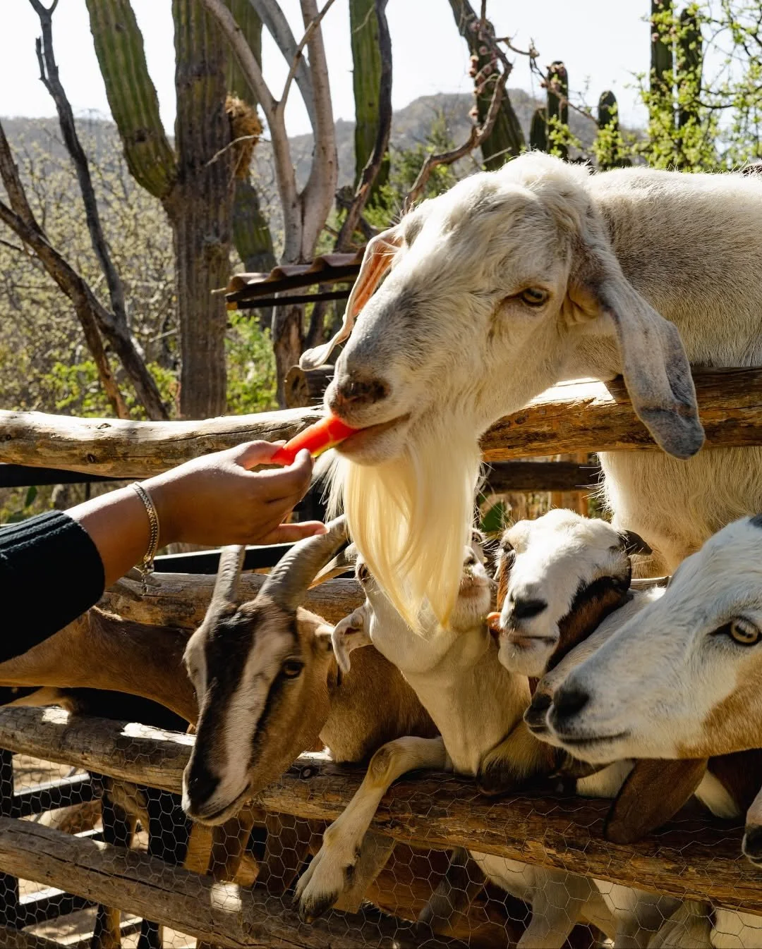 Person feeding a goat a piece of carrot at a farm on a sunny day with trees in the background.