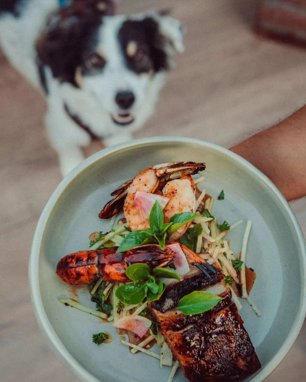 A person holding a bowl of grilled seafood salad with shrimp, lobster, and fish garnished with basil and radish slices. A black and white dog is looking up into the camera in the background.