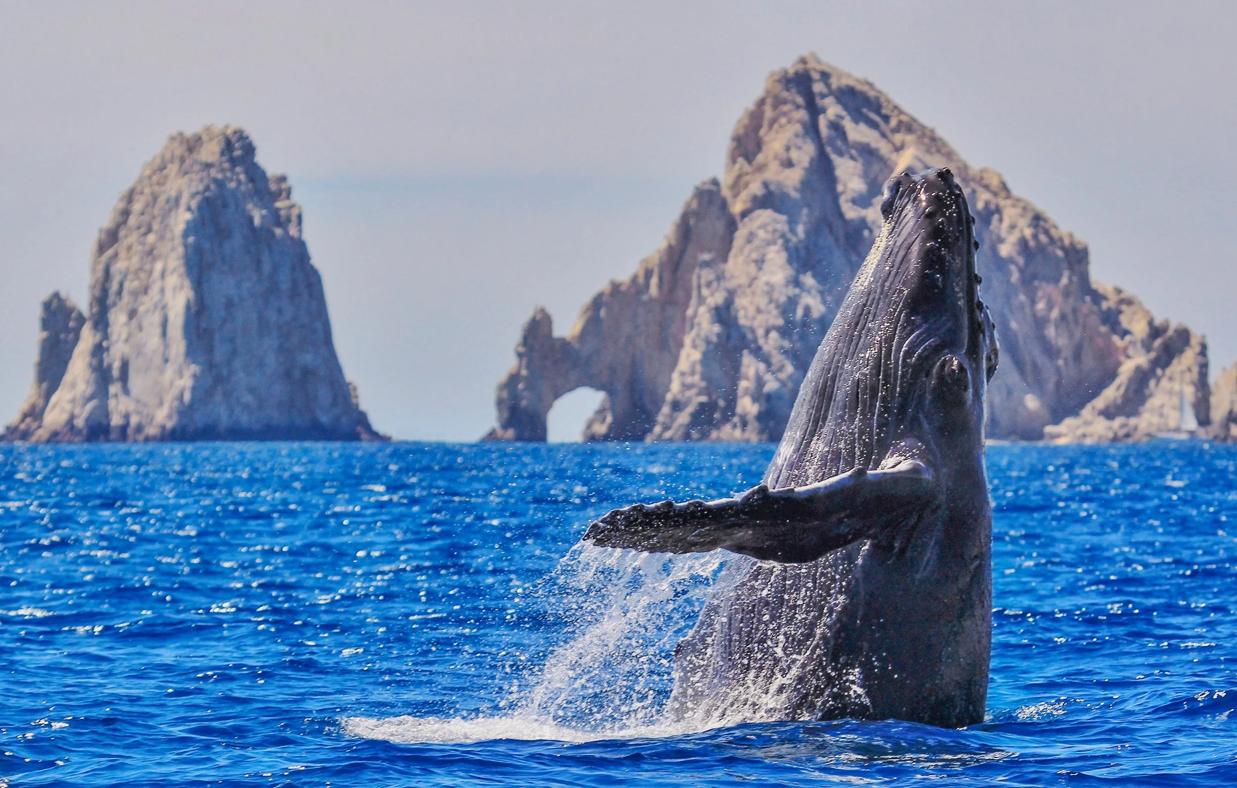 whale watching in cabo