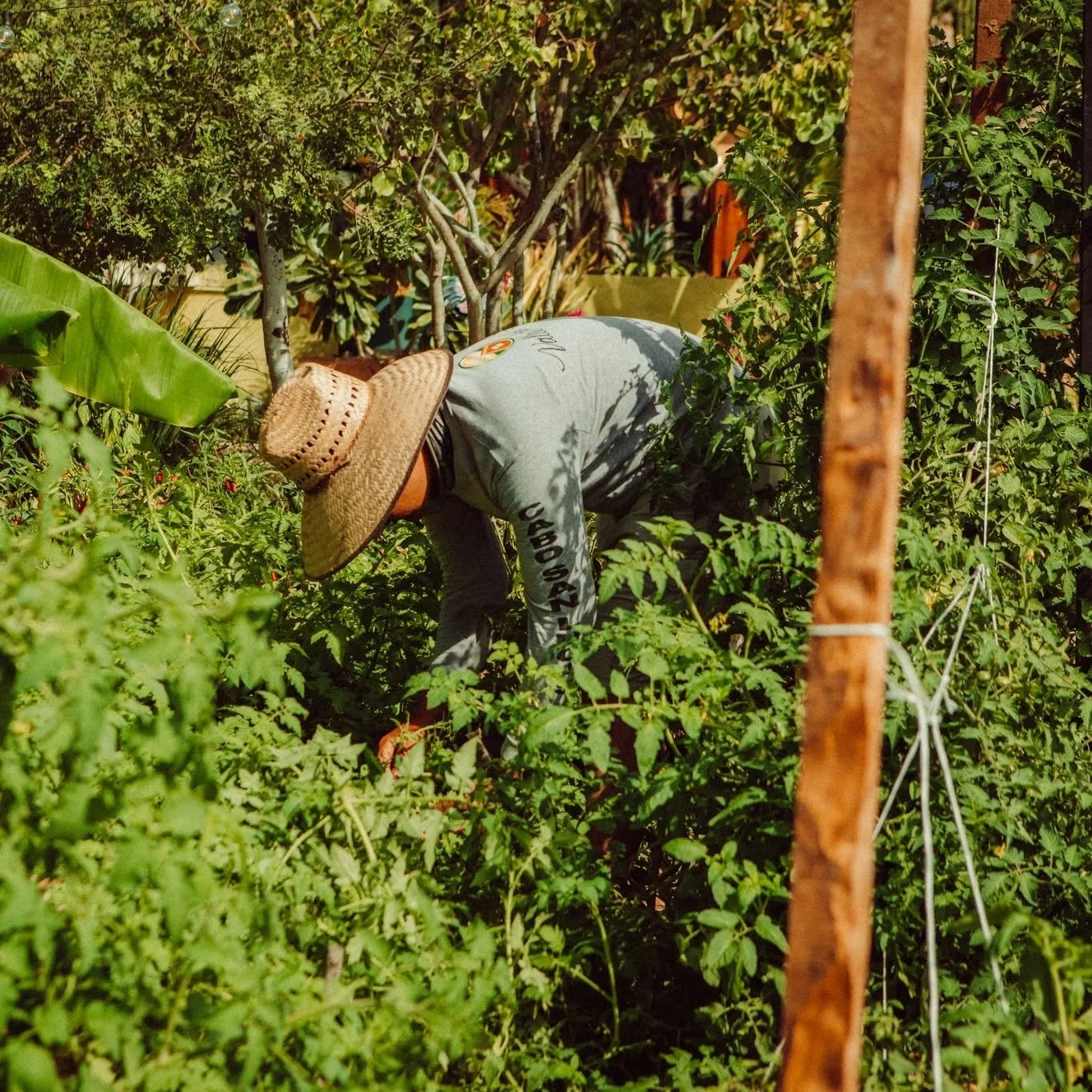 Person working in a lush garden wearing a wide-brimmed straw hat, surrounded by green plants and vines.