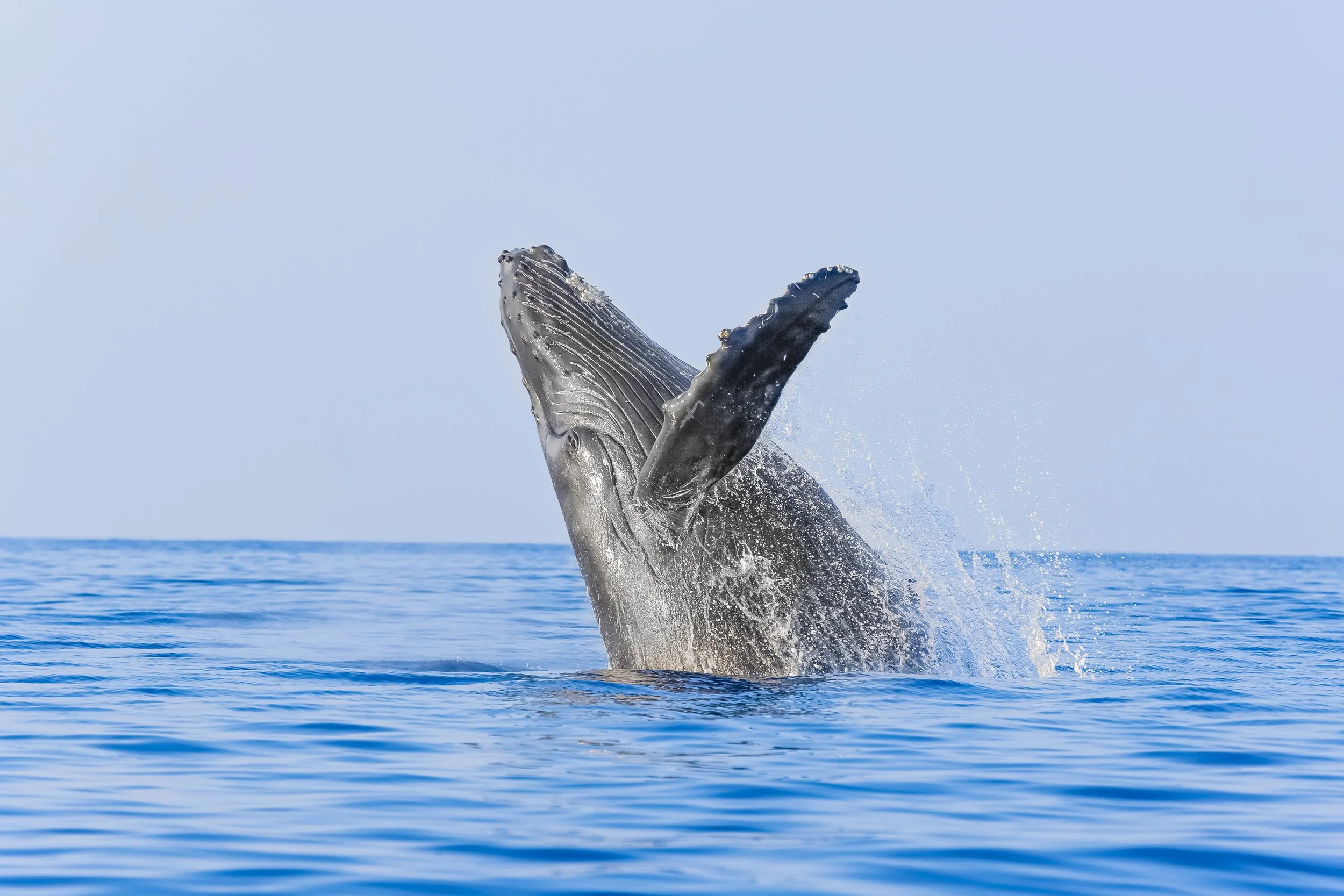 A whale breaching the surface of the ocean with its head and part of its body visible, water splashing around it, under a clear sky.