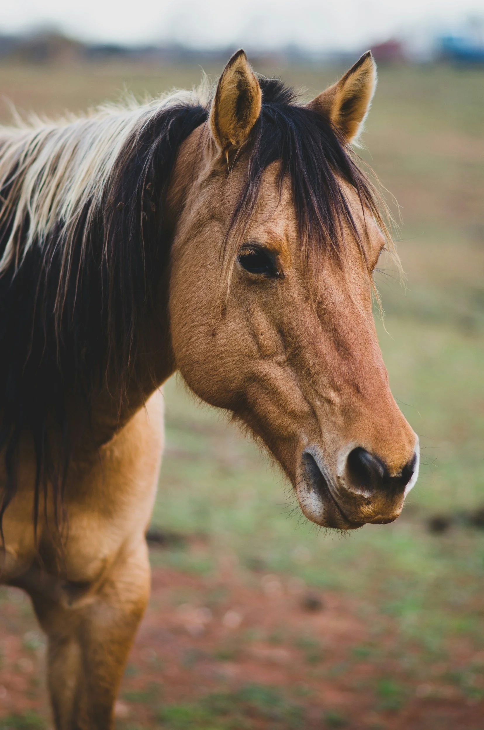 A close-up of a brown horse with a dark mane standing on a field, with blurred background and cloudy sky.