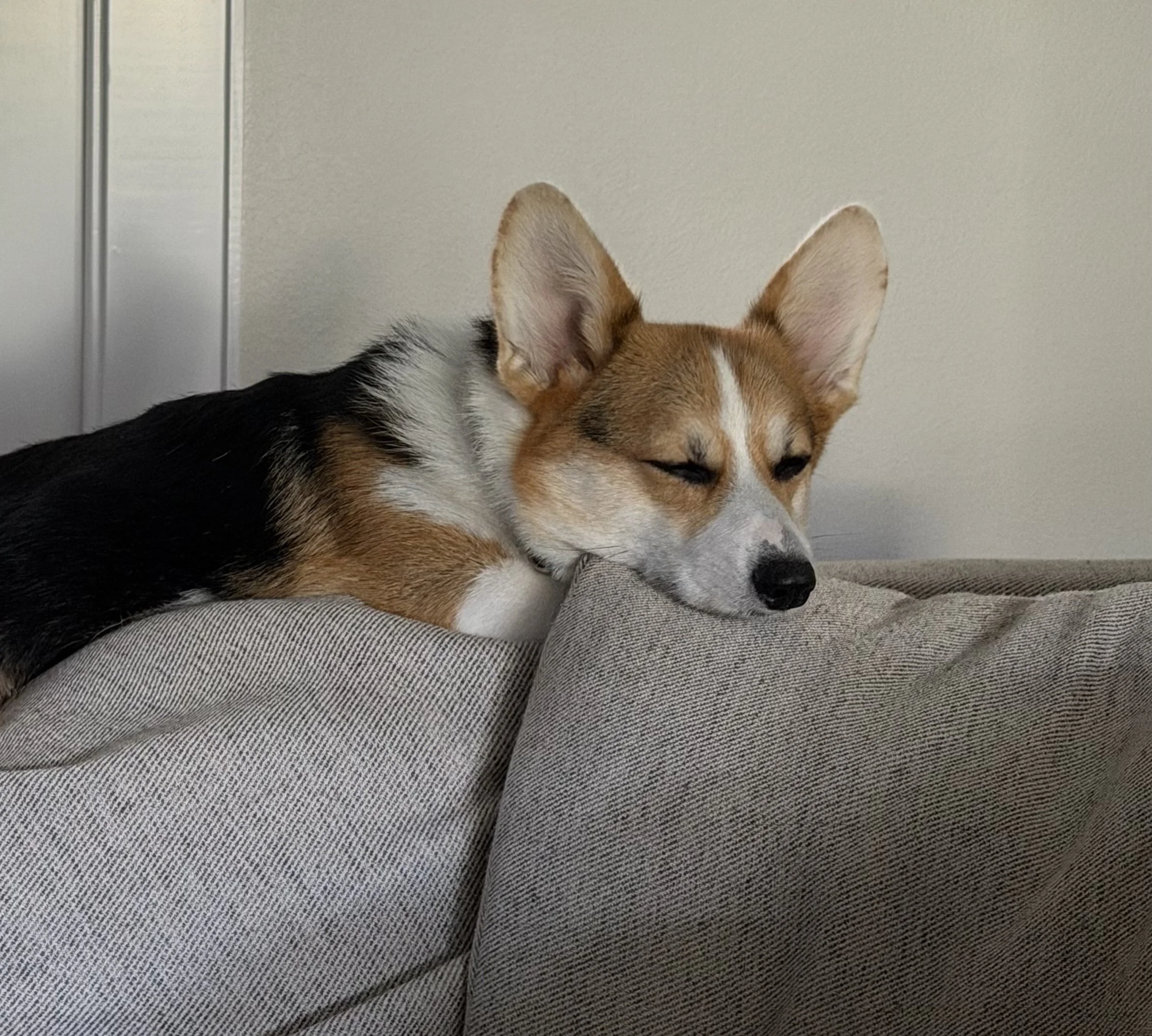 My sweet sleepy pup