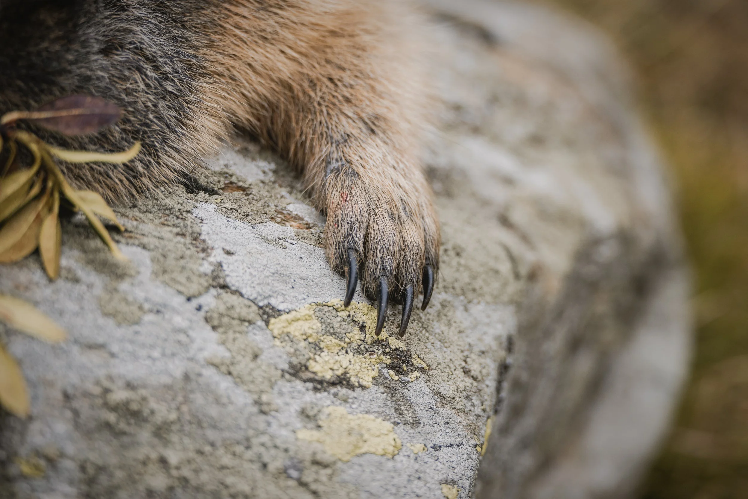 0001 - Murmeltierjagd - DSC_8899 2.JPG