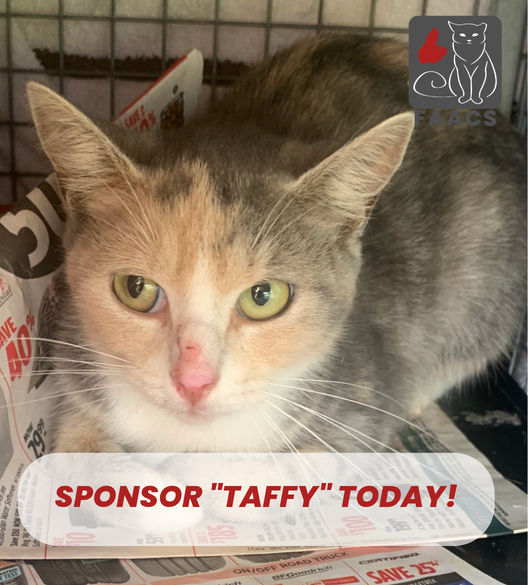 Sponsorship - Taffy